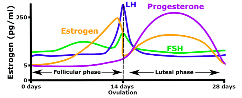 cycle-hormones